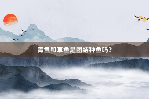 青鱼和草鱼是团结种鱼吗？